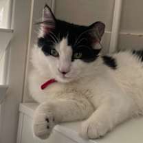 Thumbnail photo of Pipper #1