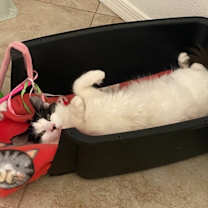 Thumbnail photo of Pipper #2