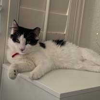 Thumbnail photo of Pipper #3