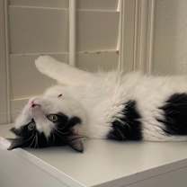 Thumbnail photo of Pipper #4