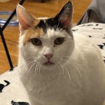 Thumbnail photo of Pixie #2