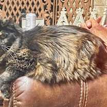 Thumbnail photo of Miss Priss #1