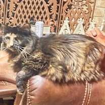 Thumbnail photo of Miss Priss #2