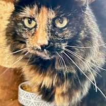 Thumbnail photo of Miss Priss #3