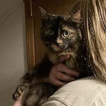 Thumbnail photo of Tweety #1