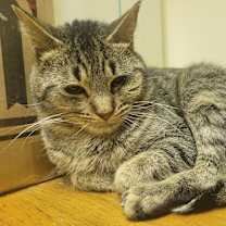 Thumbnail photo of Eddie #4