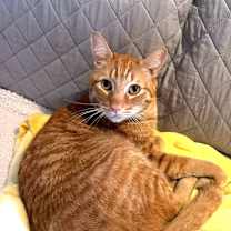 Thumbnail photo of Charmy #4