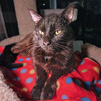 Thumbnail photo of Portobello #2