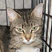 Thumbnail photo of Rosemary #3