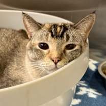 Thumbnail photo of Katya #4