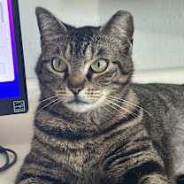 Thumbnail photo of Paisley #1