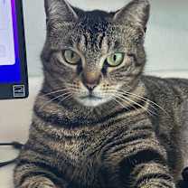 Thumbnail photo of Paisley #2