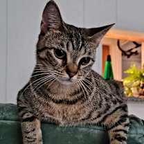 Thumbnail photo of Harley #2