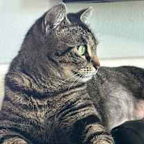 Thumbnail photo of Paisley #3