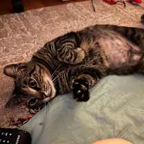 Thumbnail photo of Paisley #4