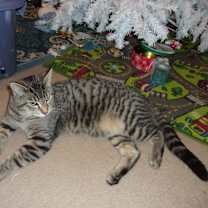 Thumbnail photo of Big Tiger #3