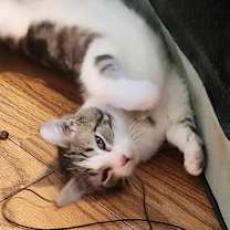 Thumbnail photo of Maisy #2