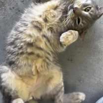 Thumbnail photo of Murphy #1