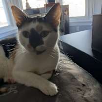 Thumbnail photo of Patches #1