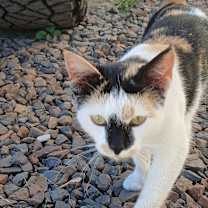 Thumbnail photo of Patches #3