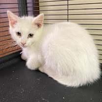 Thumbnail photo of Chena #3