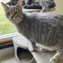 Thumbnail photo of Starburst #3