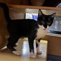 Thumbnail photo of Jazzie #3