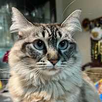 Thumbnail photo of Belle #2