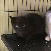 Thumbnail photo of Whozit #3