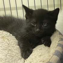 Thumbnail photo of Whozit #4