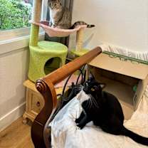 Thumbnail photo of Hope and Boots #2