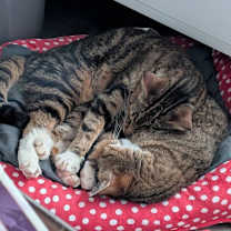 Thumbnail photo of Maggie Moo and Michonne #2