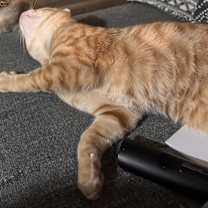 Thumbnail photo of Ollie #2
