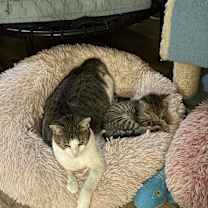 Thumbnail photo of Chip (Chip and Dale Rescue Rangers) #2