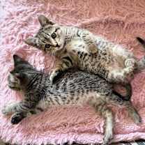 Thumbnail photo of Chip (Chip and Dale Rescue Rangers) #3