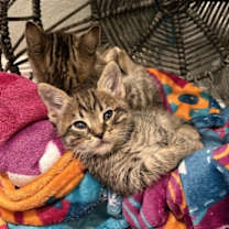 Thumbnail photo of Chip (Chip and Dale Rescue Rangers) #4