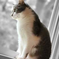 Thumbnail photo of Arlo #4