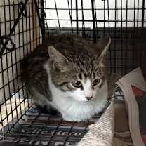 Thumbnail photo of Tigger + Piglet #3