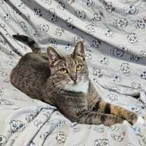 Thumbnail photo of Kismet #4