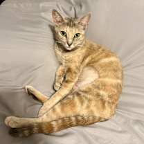 Thumbnail photo of Bella (so loving) #1