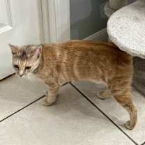 Thumbnail photo of Bella (so loving) #4