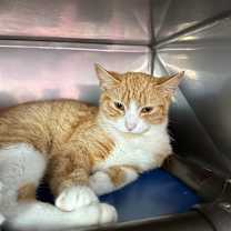 Thumbnail photo of Copper #1