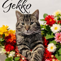 Thumbnail photo of Gekko #1