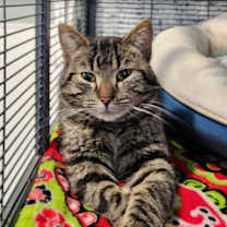 Thumbnail photo of Gekko #2