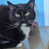 Thumbnail photo of Moonstone #1