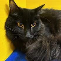 Thumbnail photo of Atlantic Ocean #4