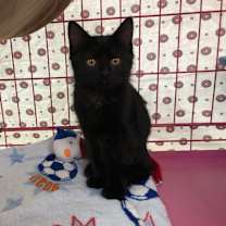 Thumbnail photo of Drake #2