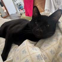 Thumbnail photo of Panang Curry #2