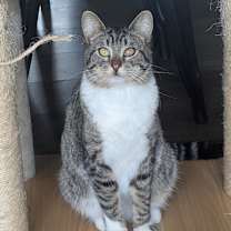 Thumbnail photo of Cheeno #1