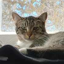 Thumbnail photo of Cheeno #3